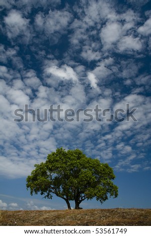 one tree stands on hill in tarlac province in the philippines