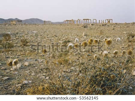 Syrian+desert 2011