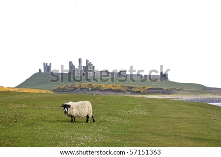 sheep grazing on the northumberland coast of england in front of the ruins of Dunstanburgh castle