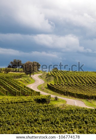 The famous wine route in Alsace France offers this view on a curving road through the vineyards near Riquewirh