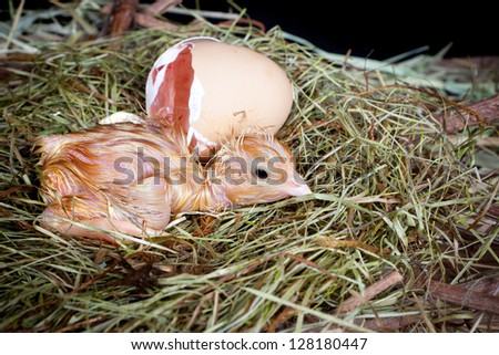 Little chick beside its egg still wet after hatching