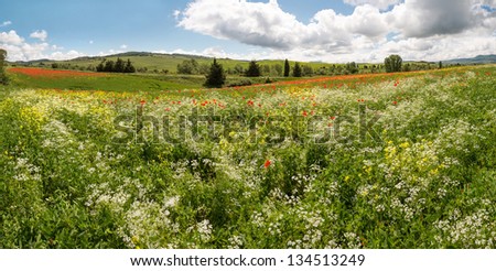 Panoramic view on a wildflower field in the rolling hills of Tuscany near Pienza Italy
