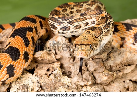 Great view on the tongue of an adult bullsnake snake