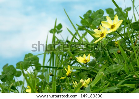 Clover and little yellow daisy flowers in grass with copy space