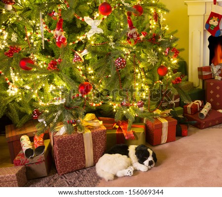 Colorful presents and a dog under the christmas tree