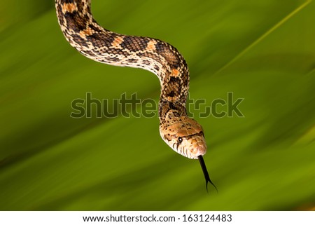 Adult female bullsnake showing its long tongue