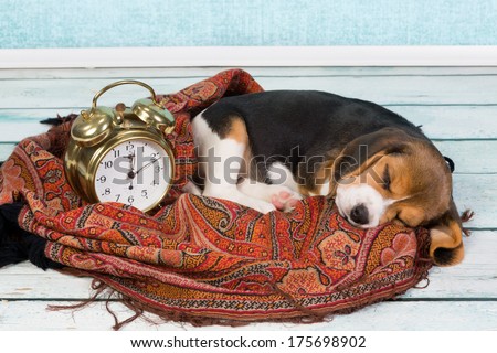 Tired Little Seven Weeks Old Beagle Puppy Sleeping