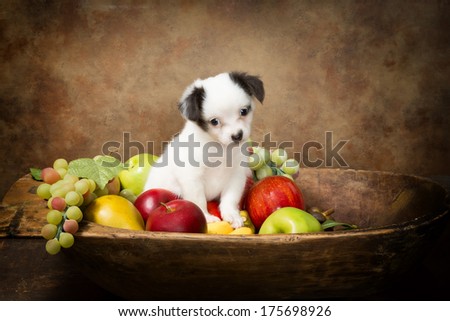 Adorable chihuahua puppy begging in a fruit bowl