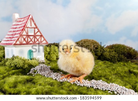 Easter chick sitting in a fairytale landscape with miniature house