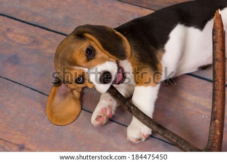 Seven weeks old cute little beagle puppy chewing on a stick