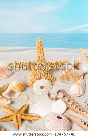 Small sea shells collection with beach and sea in the background