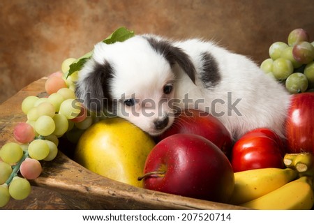 Adorable chihuahua puppy lying in a fruit bowl