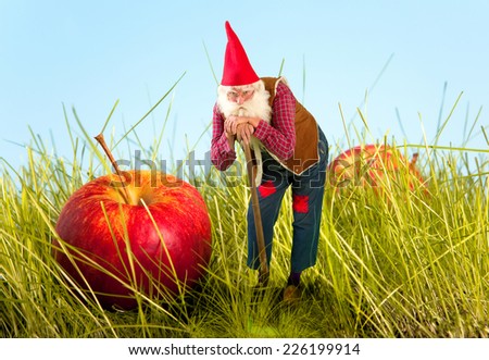 Real life garden gnome standing beside an apple
