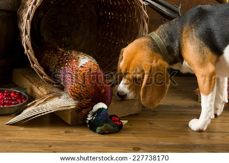 Young beagle dog smelling a dead pheasant after a hunting day