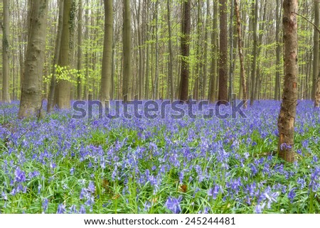 Beech trees showing their first foliage in a springtime bluebells forest