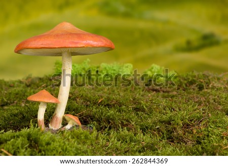 Three red toadstools on moss to be used as fairy tale background