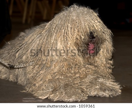 Fine Example Of A Hungarian Puli Dog, Rare Breed Stock 