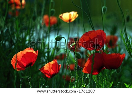Poppy flowers with back-lighting