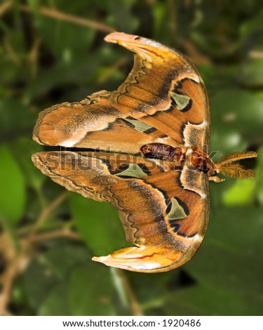 stock photo : Attacus Atlas, night butterfly or atlas moth