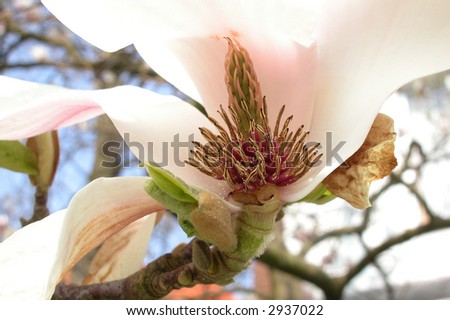 Magnolia flower in springtime, right at the moment it is scattering its pollen