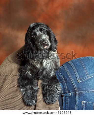 Four month old cute cocker spaniel puppy dog leaning on his boss\'s back