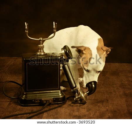 Vintage sepia photo with a jack russel dog and an antique telephone - cracks and noise added for vintage effect