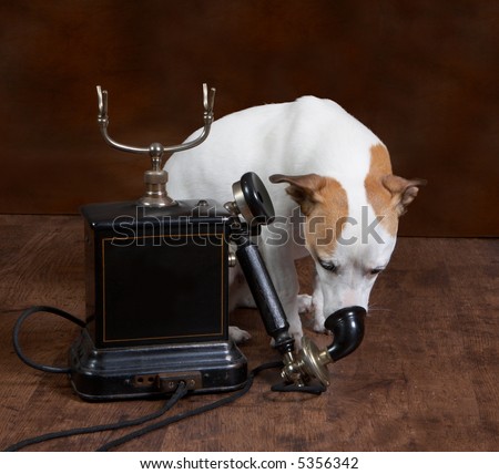 Vintage set-up with a jack russel dog and an antique telephone