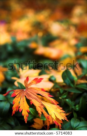 Autumn leaf in full color, with a blurred background in the same colors