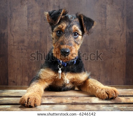 8 weeks old little airedale terrier puppy dog with its paws on a crate