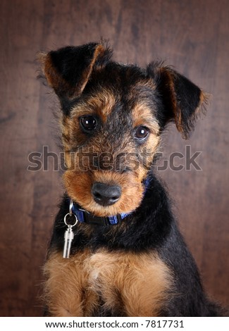 pitbull terrier puppy