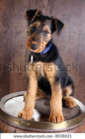 8 weeks old little airedale terrier puppy dog on a beer barrel