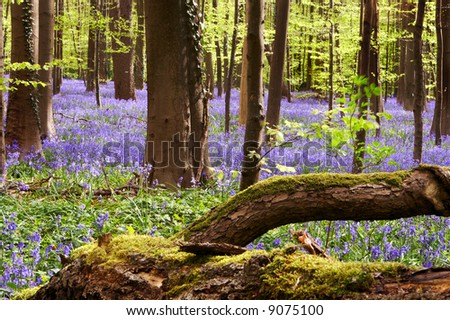 Large fallen tree in a bluebell forest in springtime