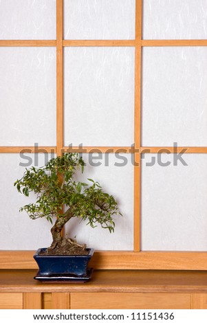 Bonsai tree against a shoji sliding window in a traditional japanese interior