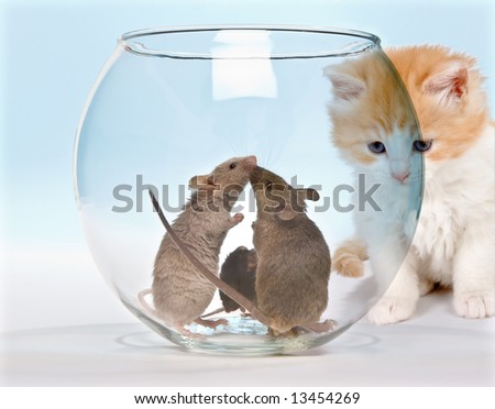 Little red kitten observing three mice in a safe fish tank