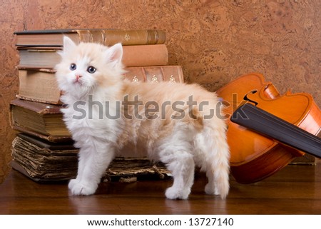 Six weeks old kitten on a table with antique books and violin