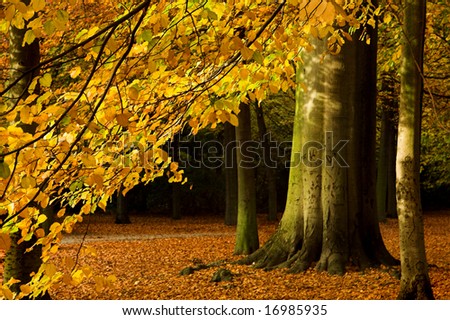 Beautiful branch of an autumn tree in a forest