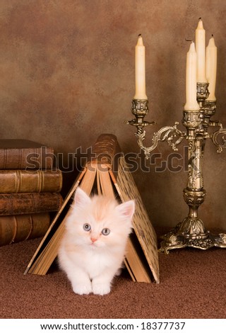 Six weeks old kitten resting under an antique book