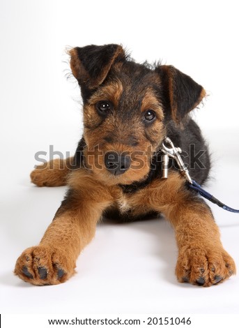 Airedale Puppies on Weeks Old Airedale Terrier Puppy Dog Stock Photo 20151046