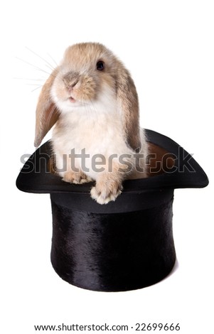 hat rabbit