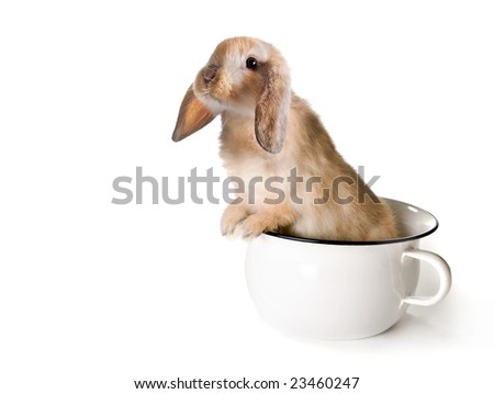 Bunny In Pot