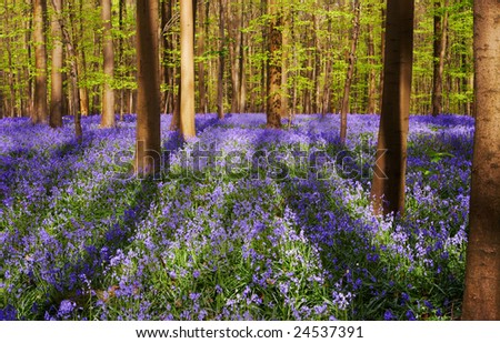 Bluebell forest on a sunny day, with large tree shadows on a blue carpet