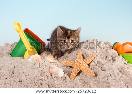 Six weeks old kitten playing in sand