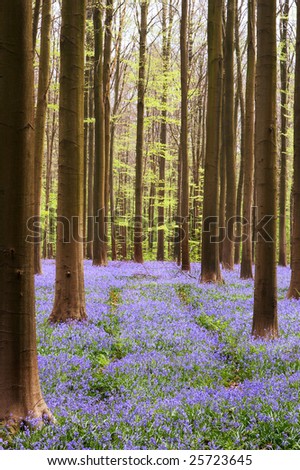 Bluebell forest in April - Hallerbos woods in Belgium