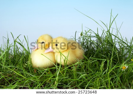 Two yellow easter ducklings talking to eachother in the garden