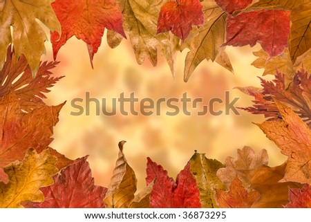 Border frame made of autumn leaves in full color