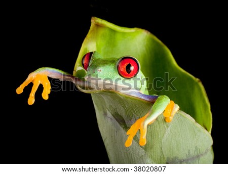 Clip Art Tree Frog. stock photo : Red-eyed tree