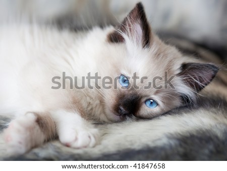 "Seal point mitted ragdoll kittens for sale in wisconsin area" "prediction mix seal mitted ragdoll"