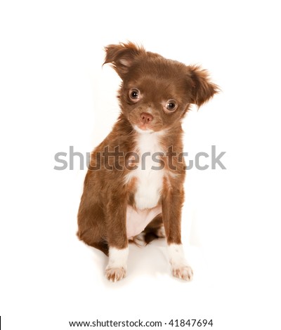 cute long haired chihuahua puppies. long-haired Chihuahua