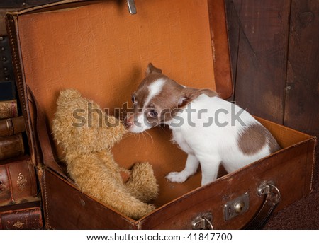 Old vintage suitcase with a teddy bear and a puppy chihuahua dog