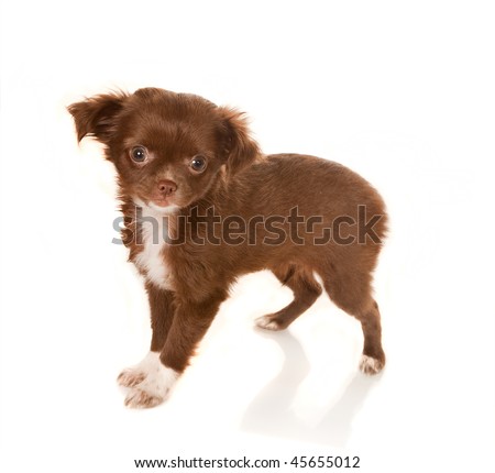 long haired chihuahua puppy. long-haired Chihuahua